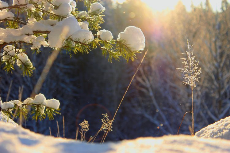 Sun in the winter (Nature and Landscapes) winter,nature,finnish,frost,snow,landscape