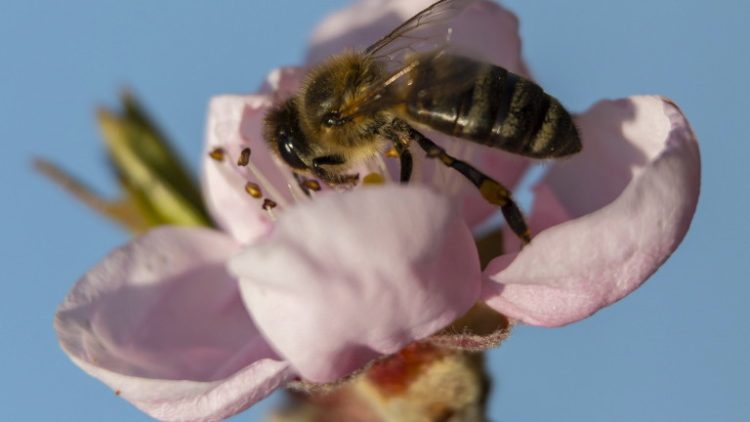 epaselect epa09853357 A honey bee collects pollen from a blossoming peach tree near Nagykanizsa, Hungary, 27 March 2022.  EPA/Gyorgy Varga HUNGARY OUT