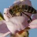 epaselect epa09853357 A honey bee collects pollen from a blossoming peach tree near Nagykanizsa, Hungary, 27 March 2022.  EPA/Gyorgy Varga HUNGARY OUT