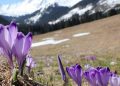epa09165343 The first crocuses bloom in the Chocholowska Valley in the Tatra Mountains near Zakopane, Poland, 28 April 2021. Due to the frosty spring of this year, it took the flowers an exceptionally long time to bloom.  EPA/GRZEGORZ MOMOT POLAND OUT