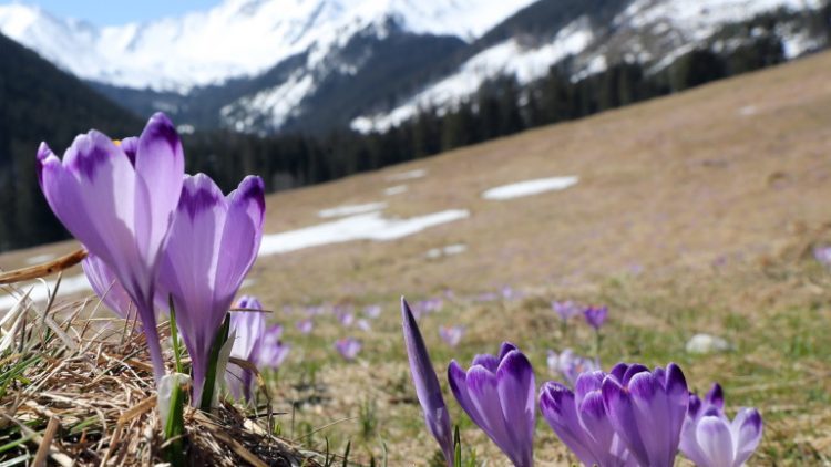 epa09165343 The first crocuses bloom in the Chocholowska Valley in the Tatra Mountains near Zakopane, Poland, 28 April 2021. Due to the frosty spring of this year, it took the flowers an exceptionally long time to bloom.  EPA/GRZEGORZ MOMOT POLAND OUT