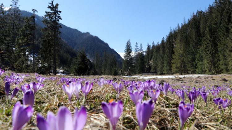 epa09165341 The first crocuses bloom in the Chocholowska Valley in the Tatra Mountains near Zakopane, Poland, 28 April 2021. Due to the frosty spring of this year, it took the flowers an exceptionally long time to bloom.  EPA/GRZEGORZ MOMOT POLAND OUT