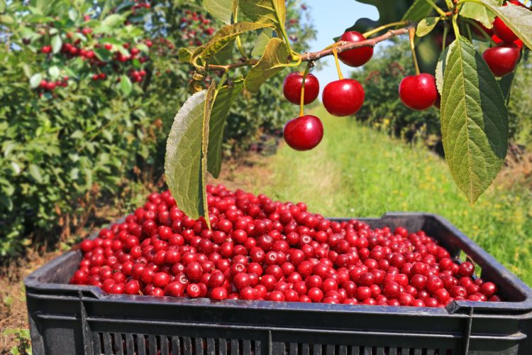 Full box of cherries in the orchard