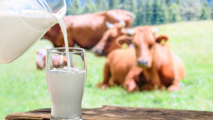 Pouring milk into a glass on a background of pasture with cows